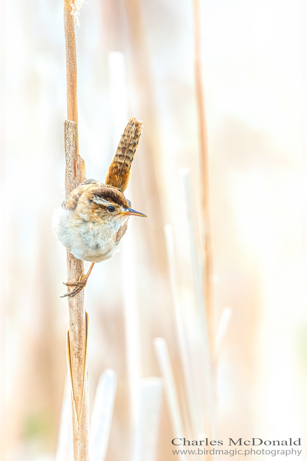 Marsh Wren