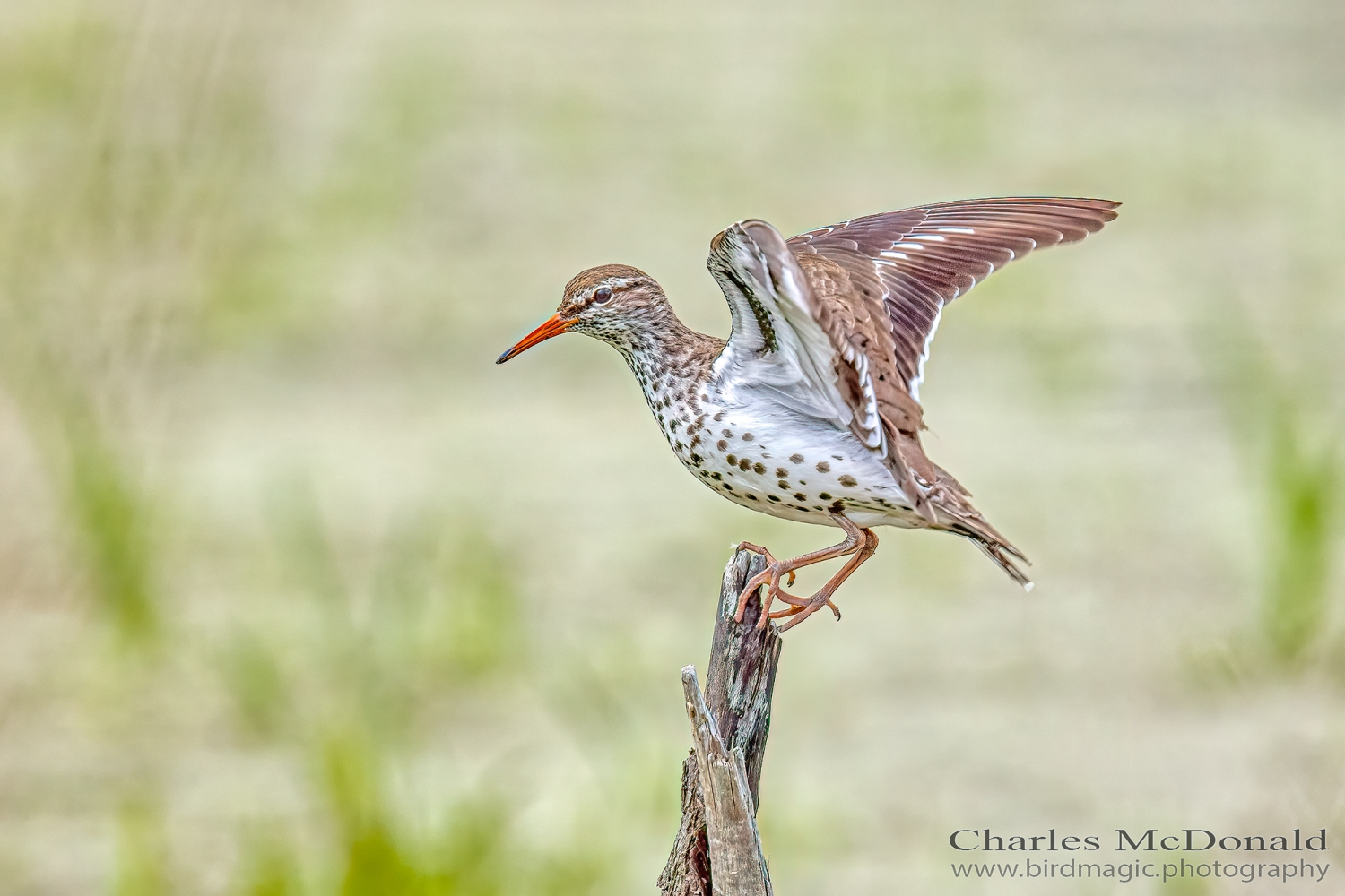 Spotted Sandpiper