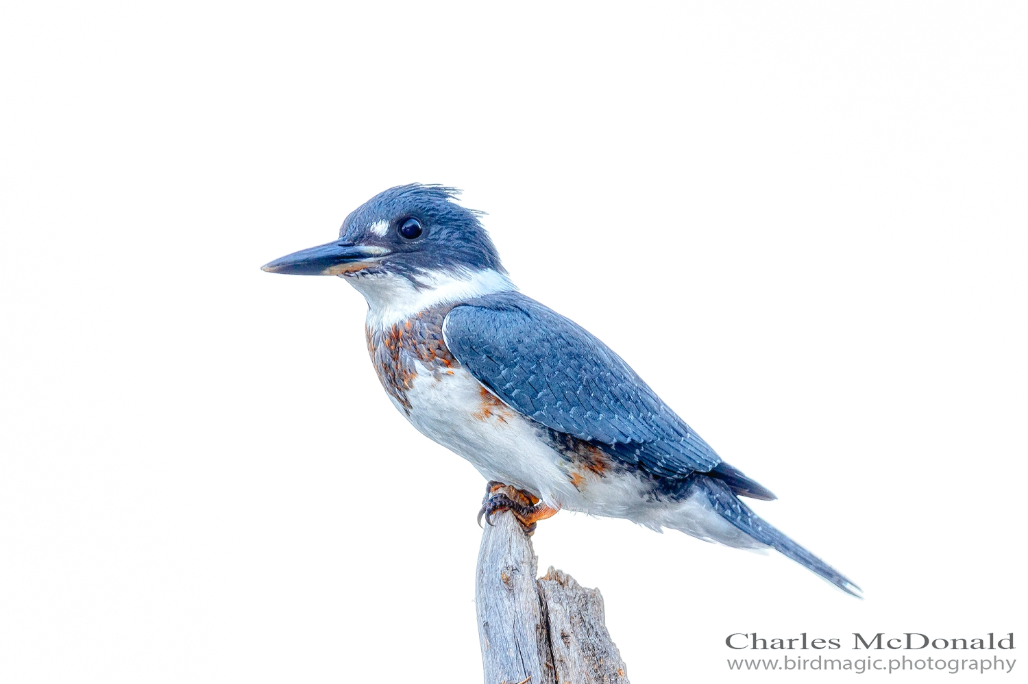 Belted Kingfisher