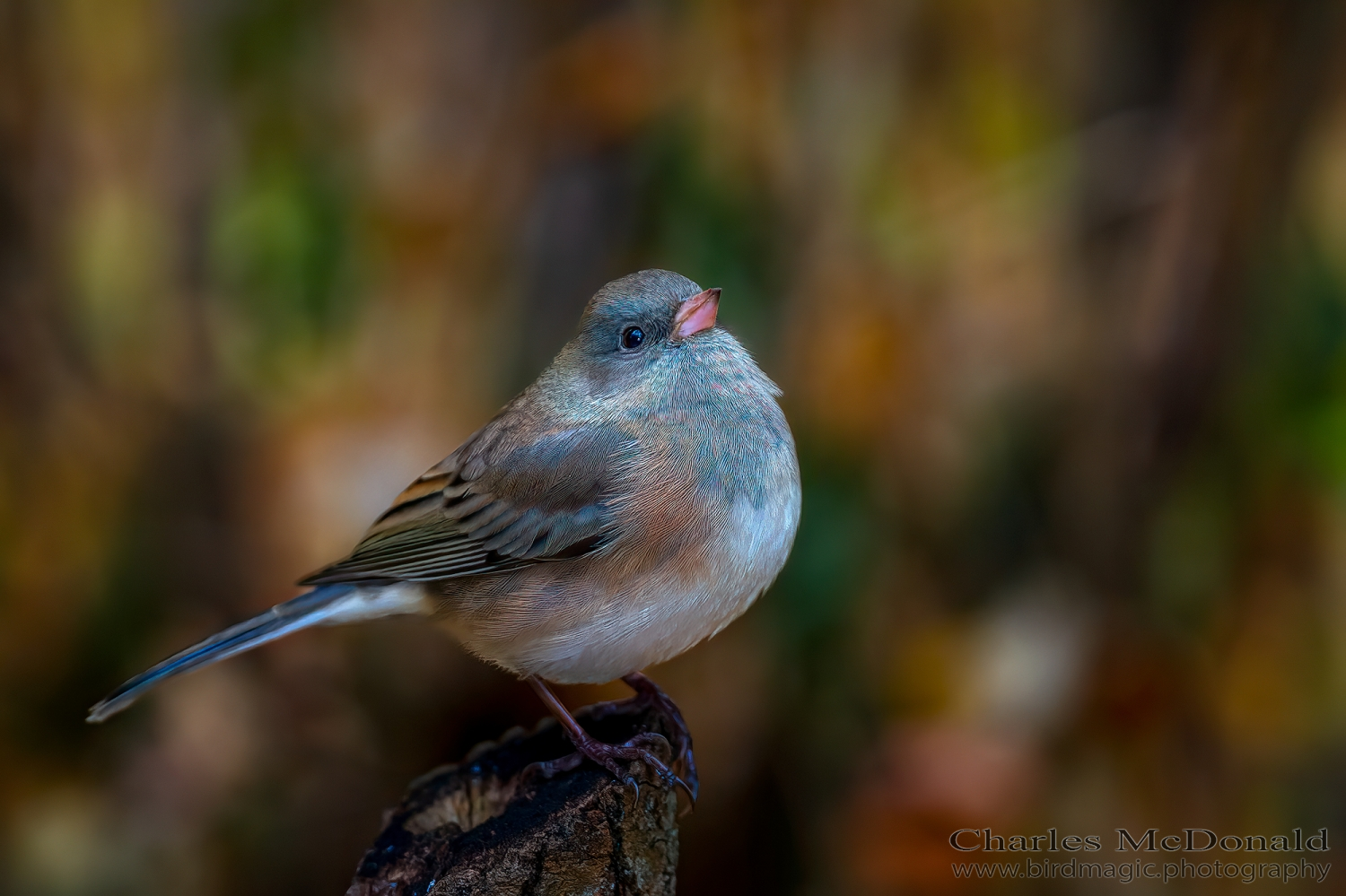 Dark-eyed Junco