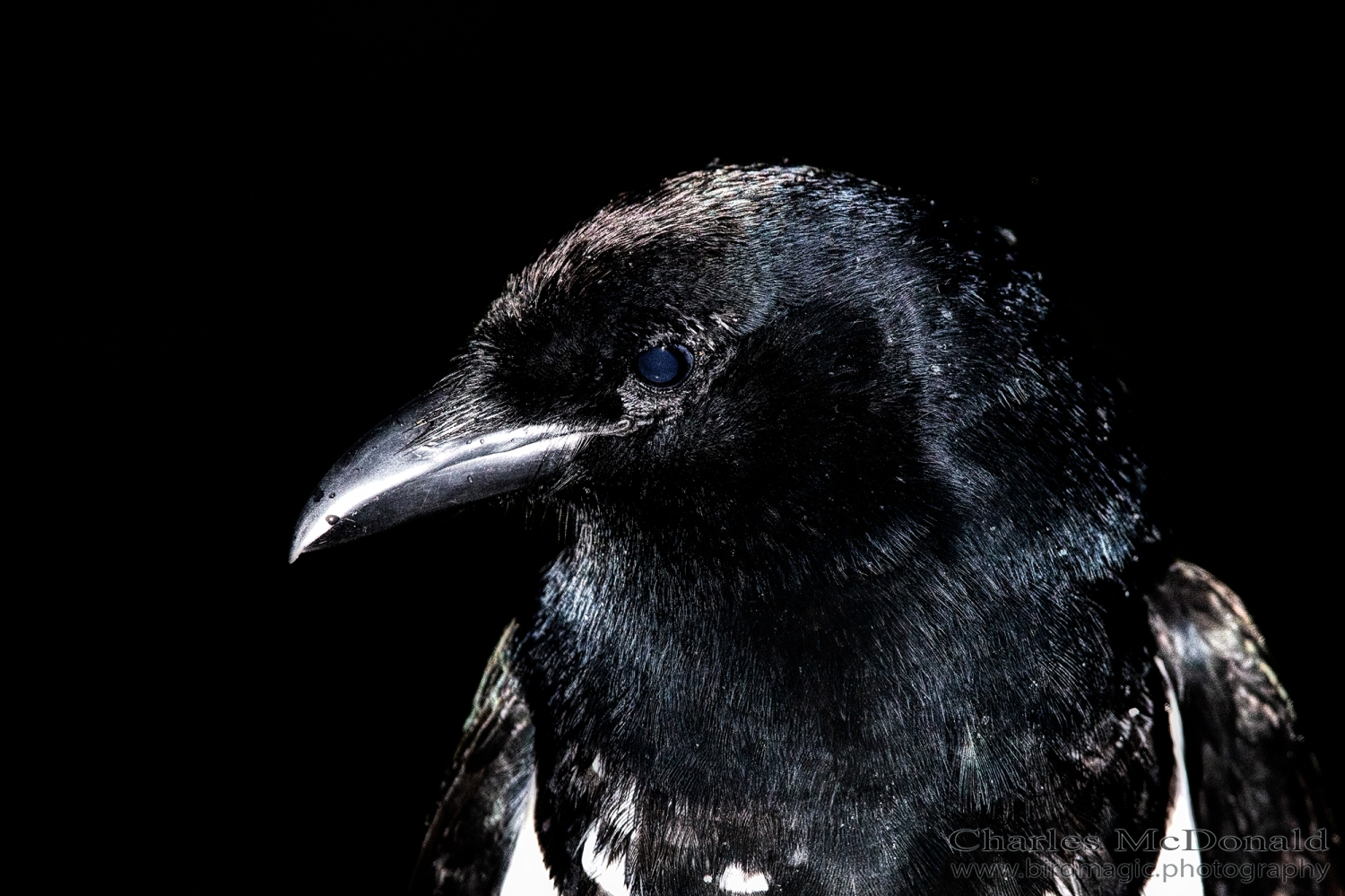 Black-billed Magpie