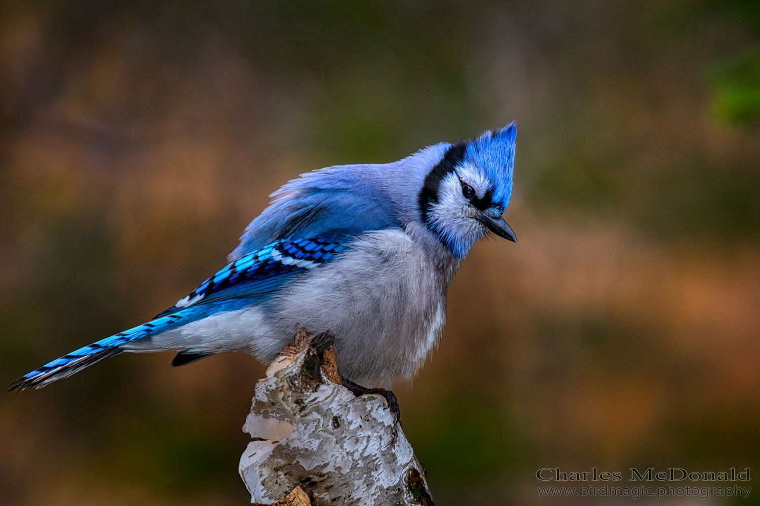 Blue Jay