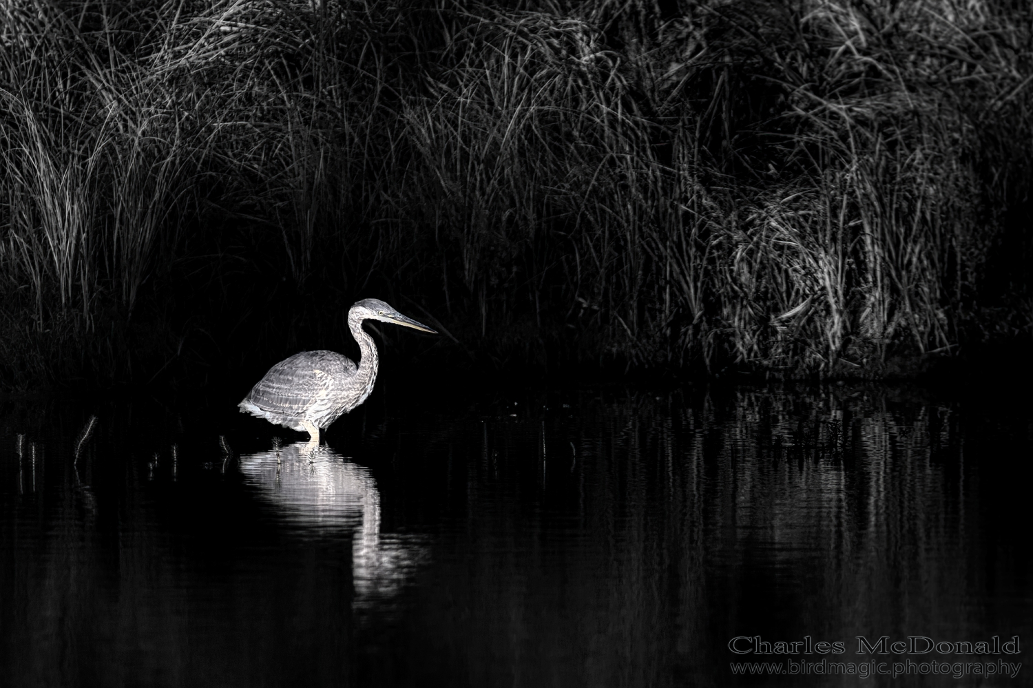 Great Blue Heron