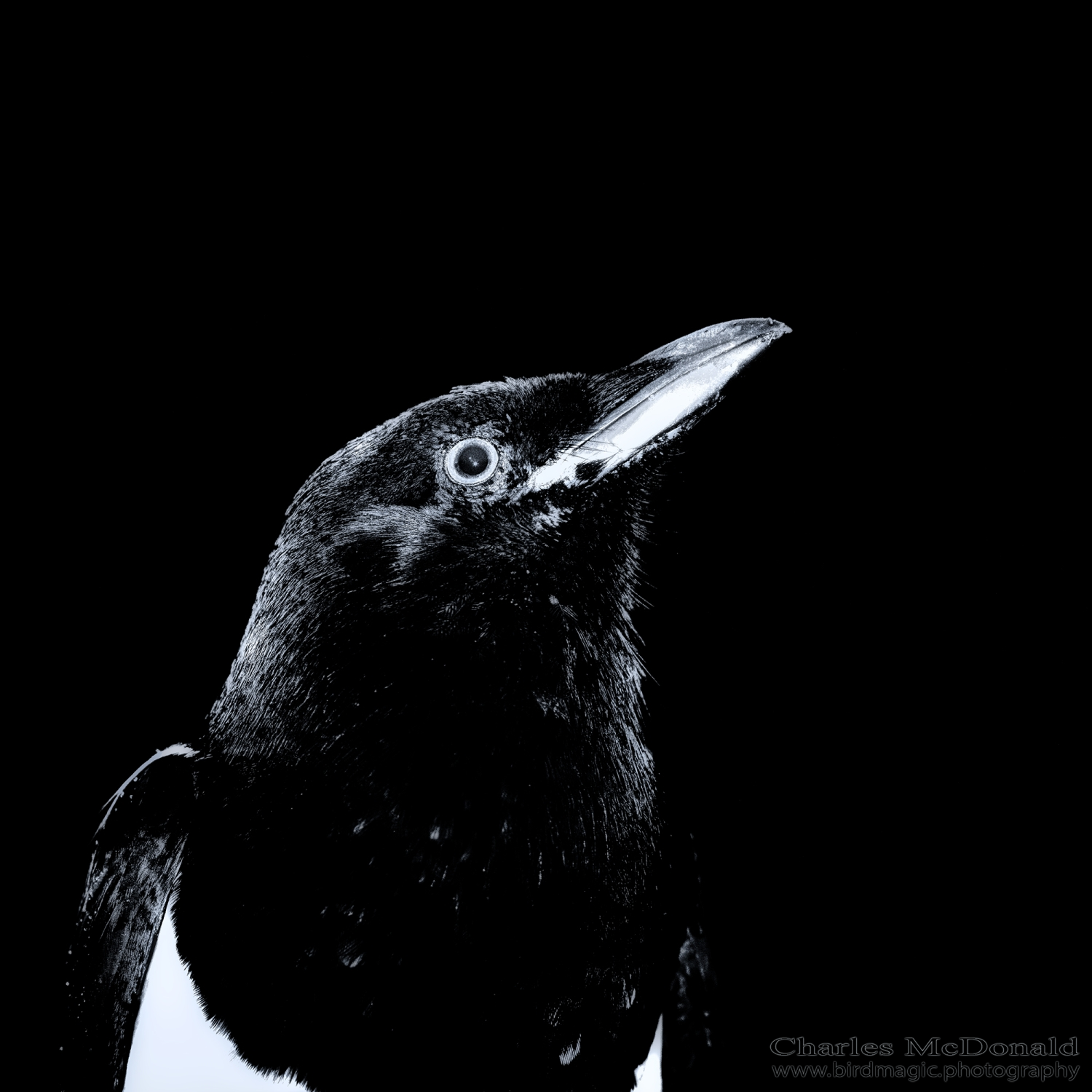 Black-billed Magpie