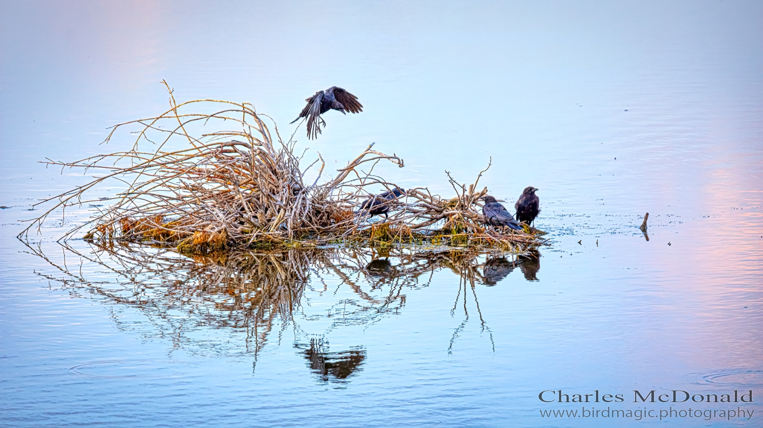 American Crow