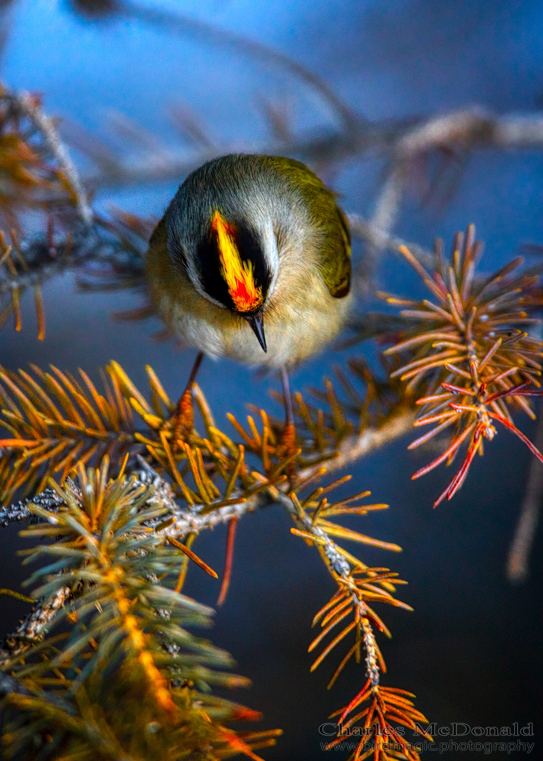 Golden-crowned Kinglet