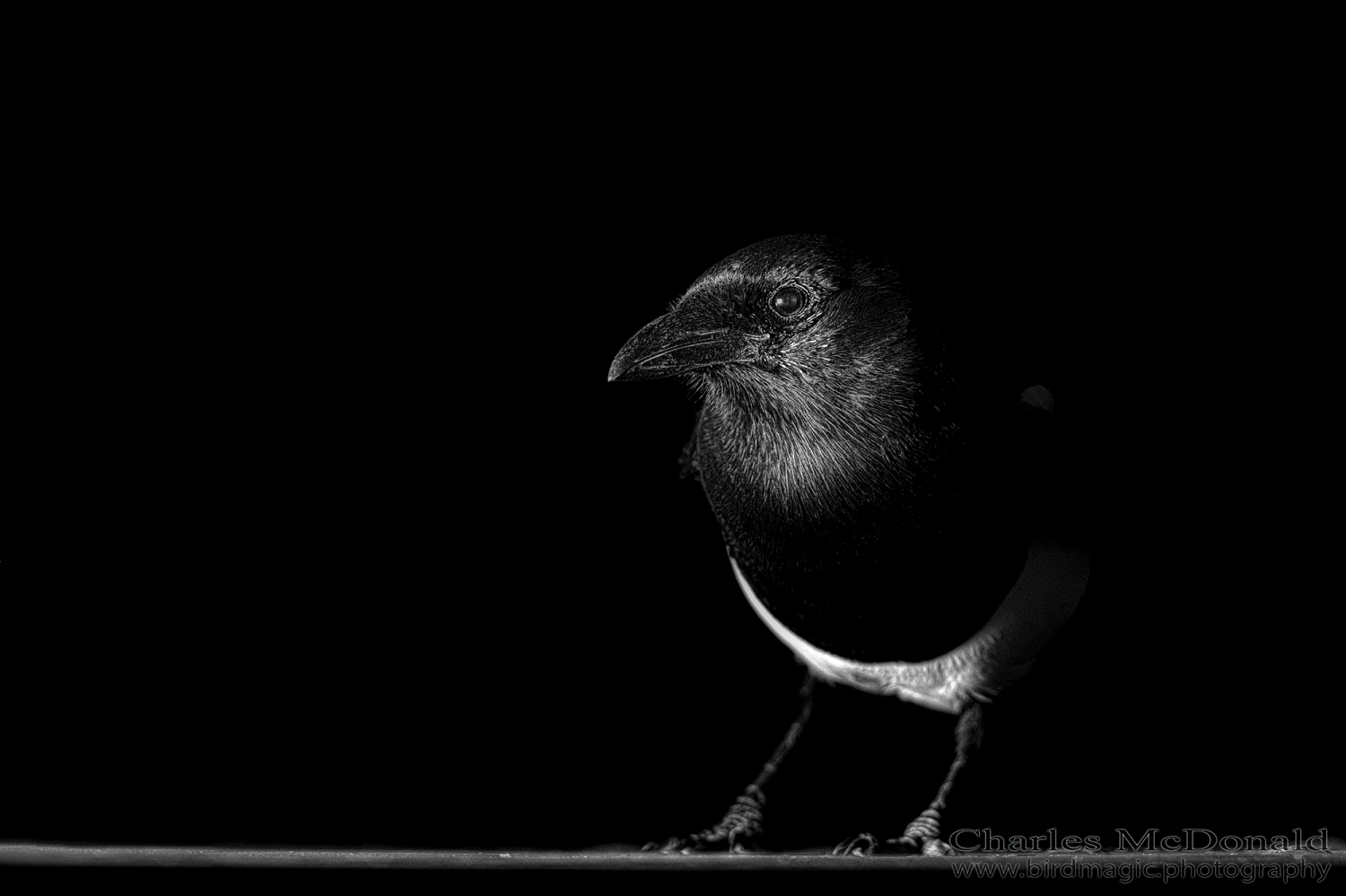 Black-billed Magpie