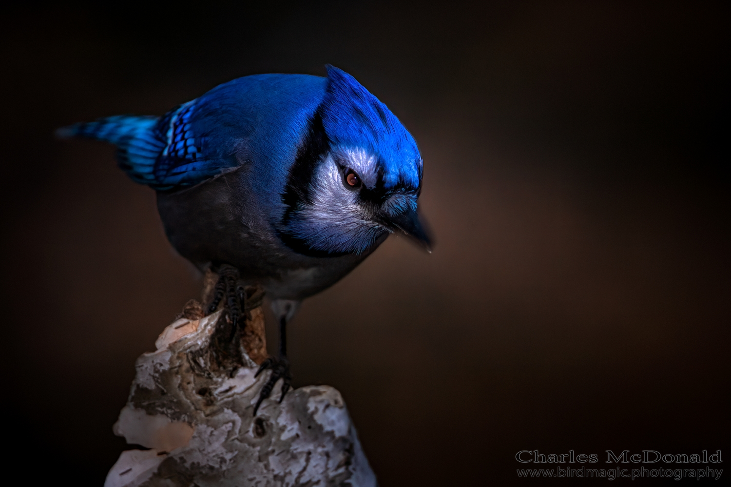 Blue Jay