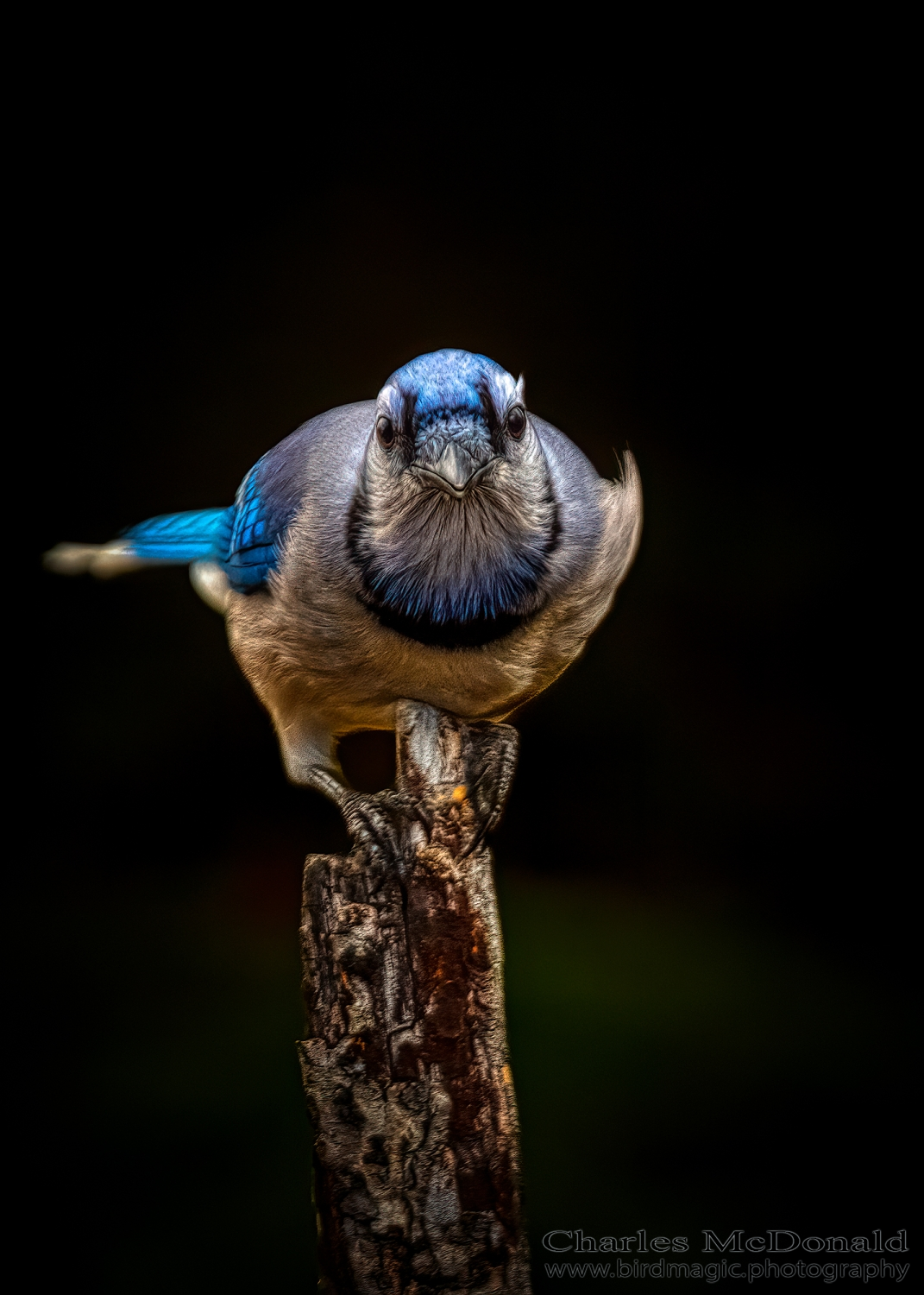 Blue Jay