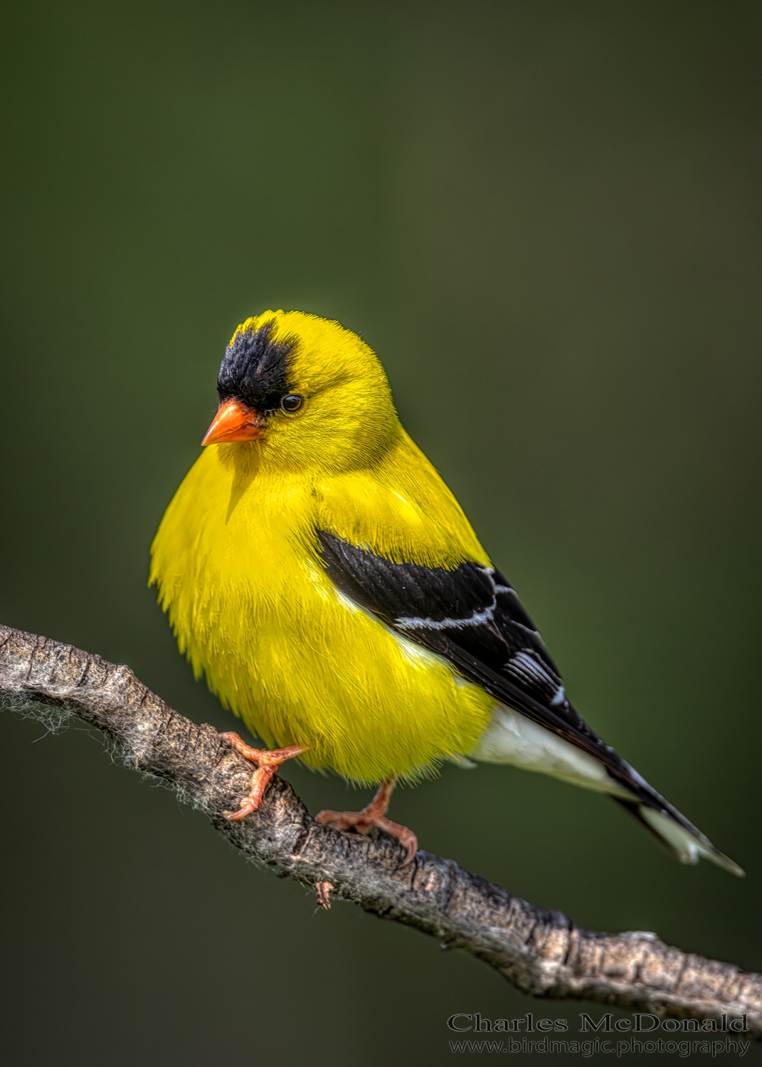 American Goldfinch