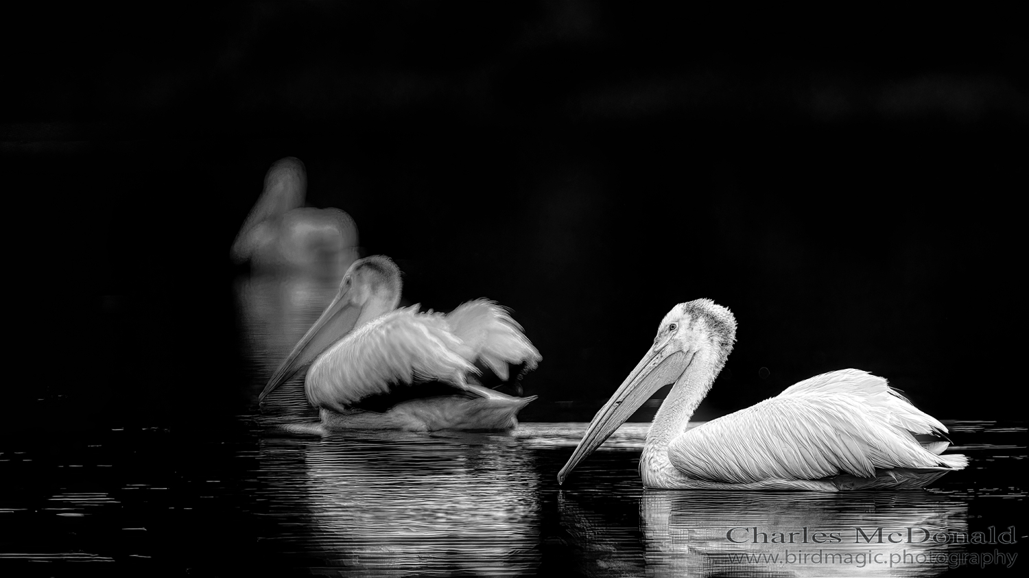 American White Pelican