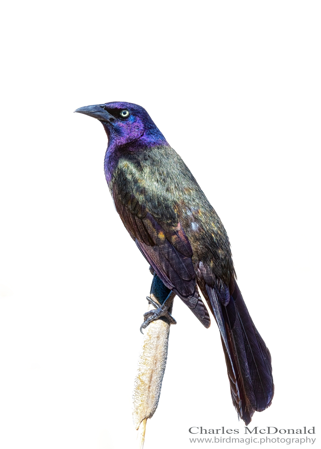 Common Grackle