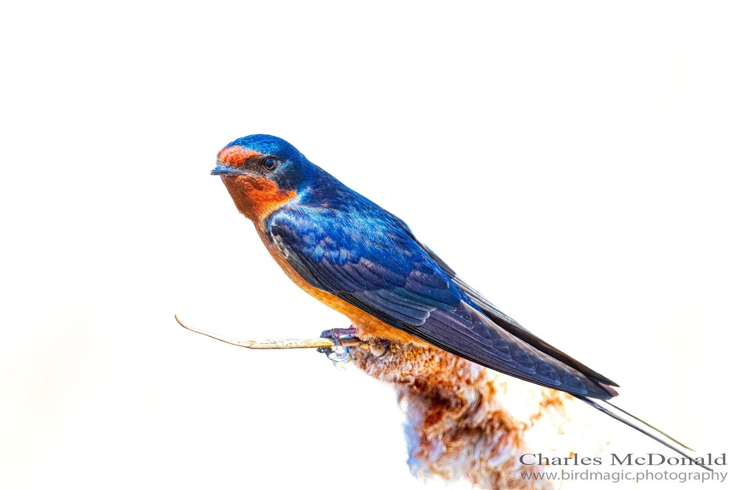 Barn Swallow