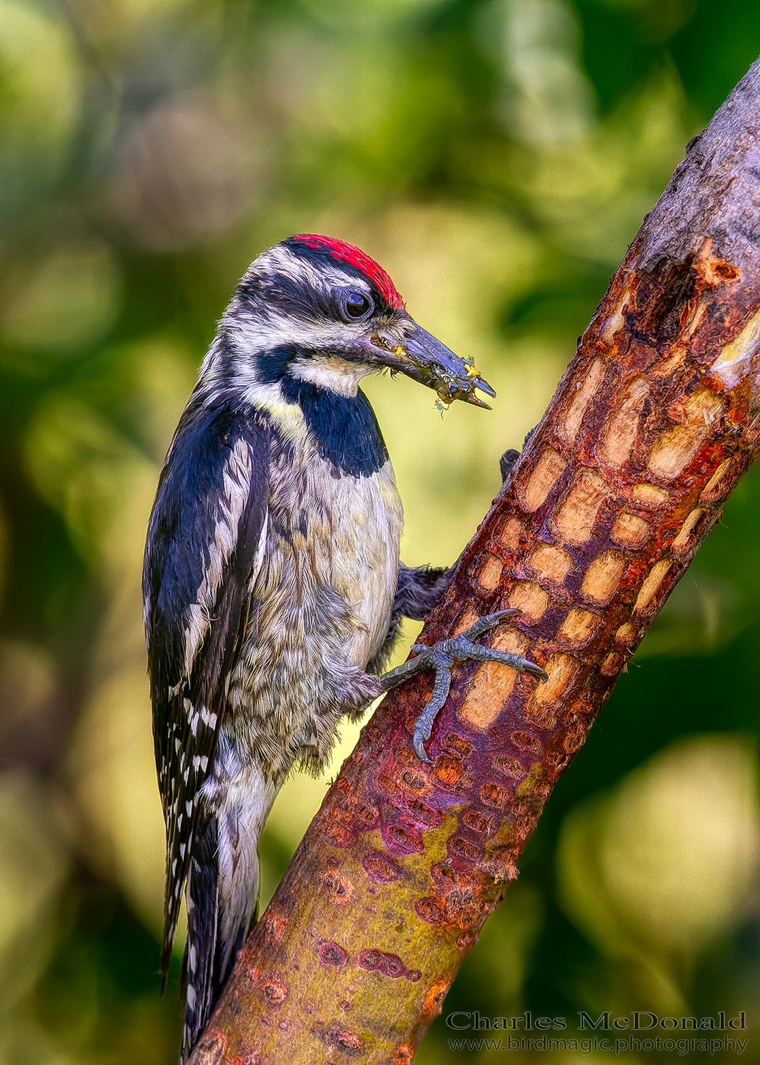 Yellow-bellied Sapsucker