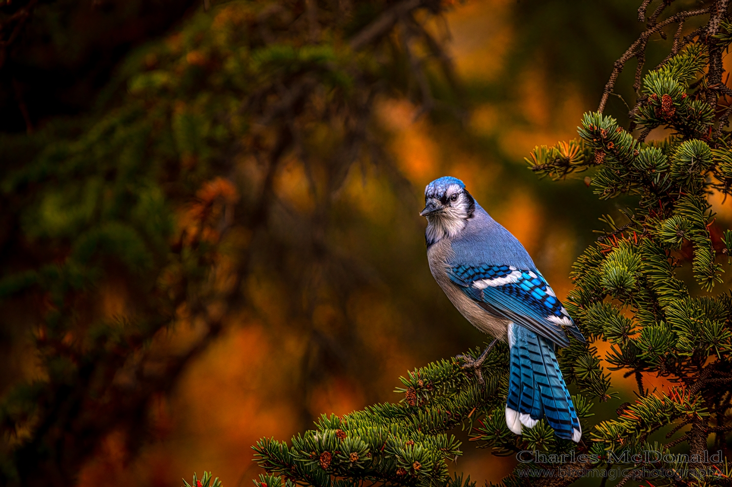 Blue Jay