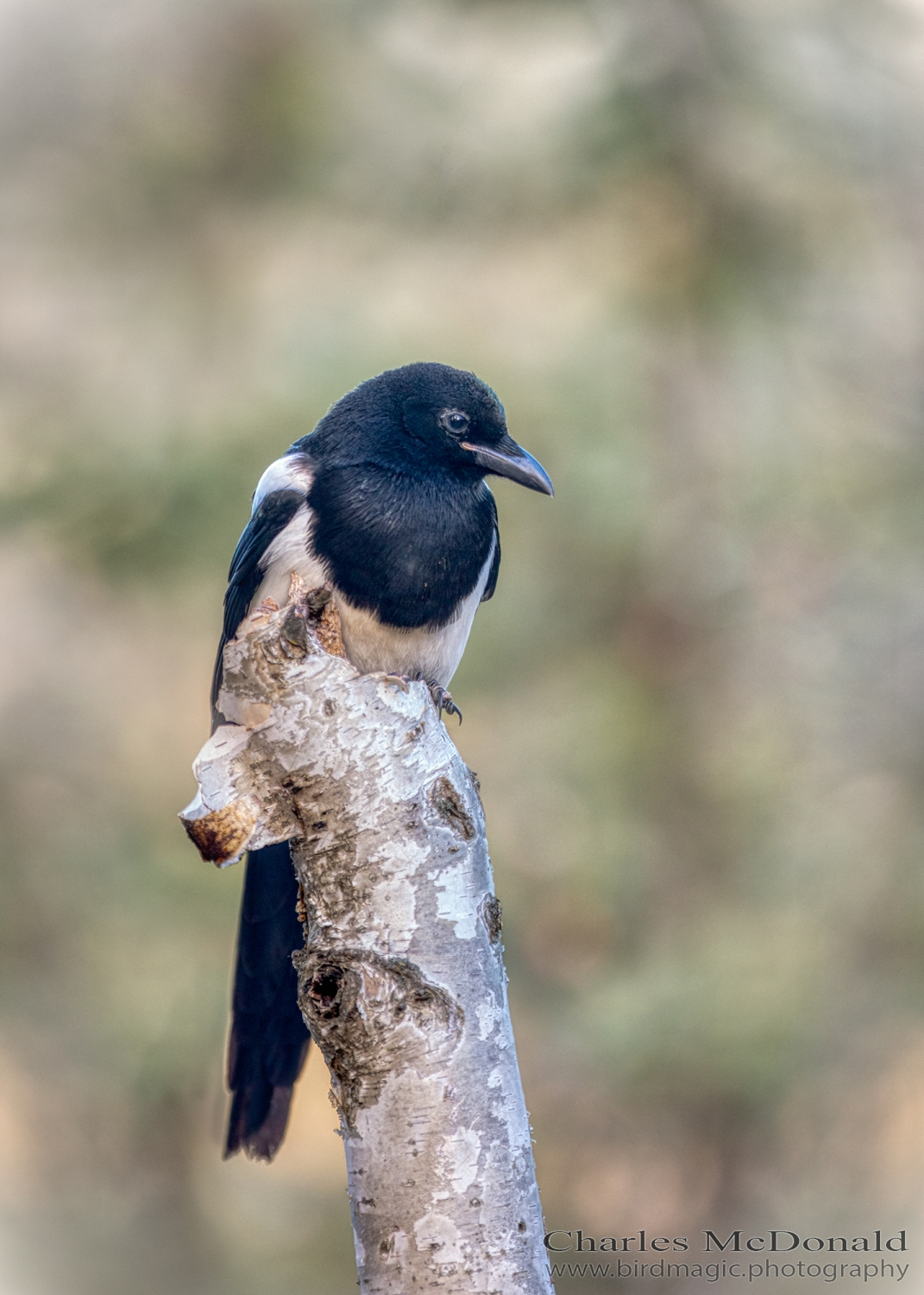 Black-billed Magpie