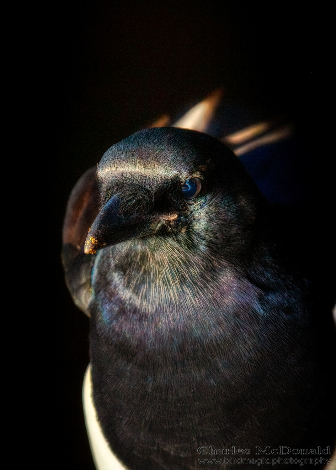 Black-billed Magpie