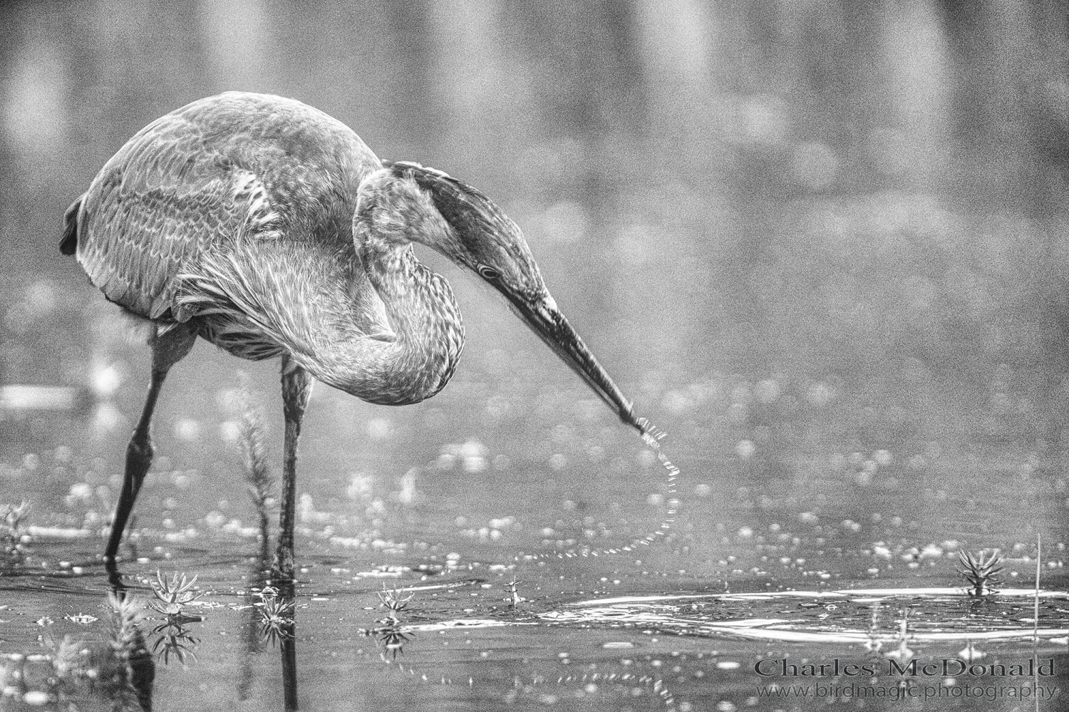 Great Blue Heron