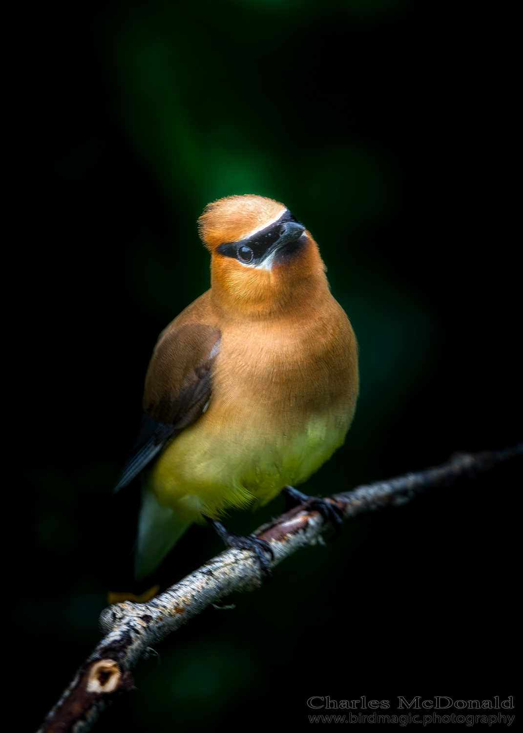 Cedar Waxwing