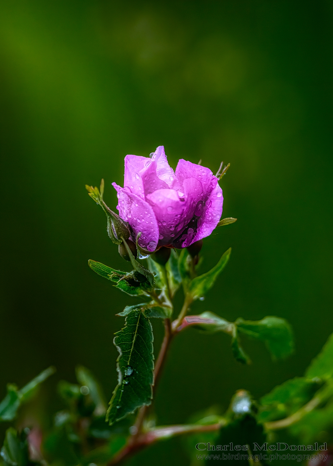 Love of Rose