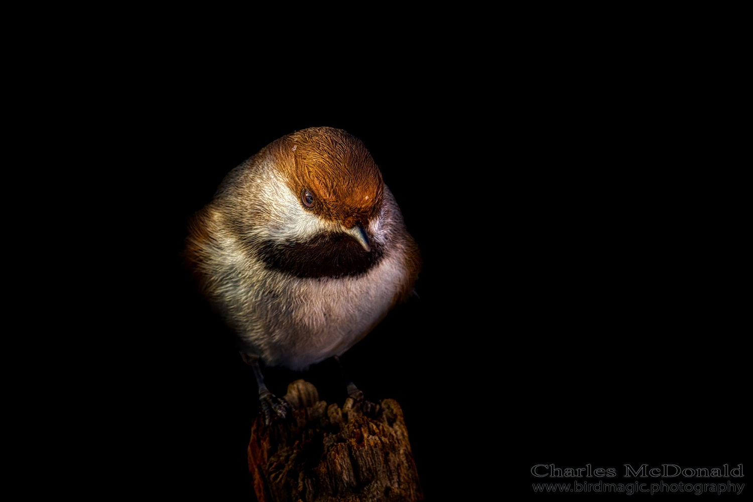 Boreal Chickadee