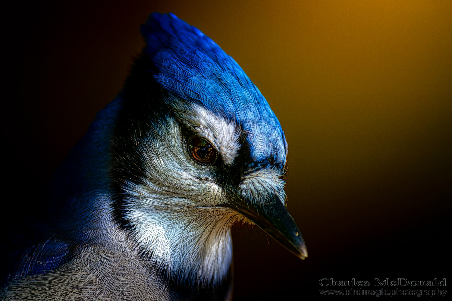 Blue Jay