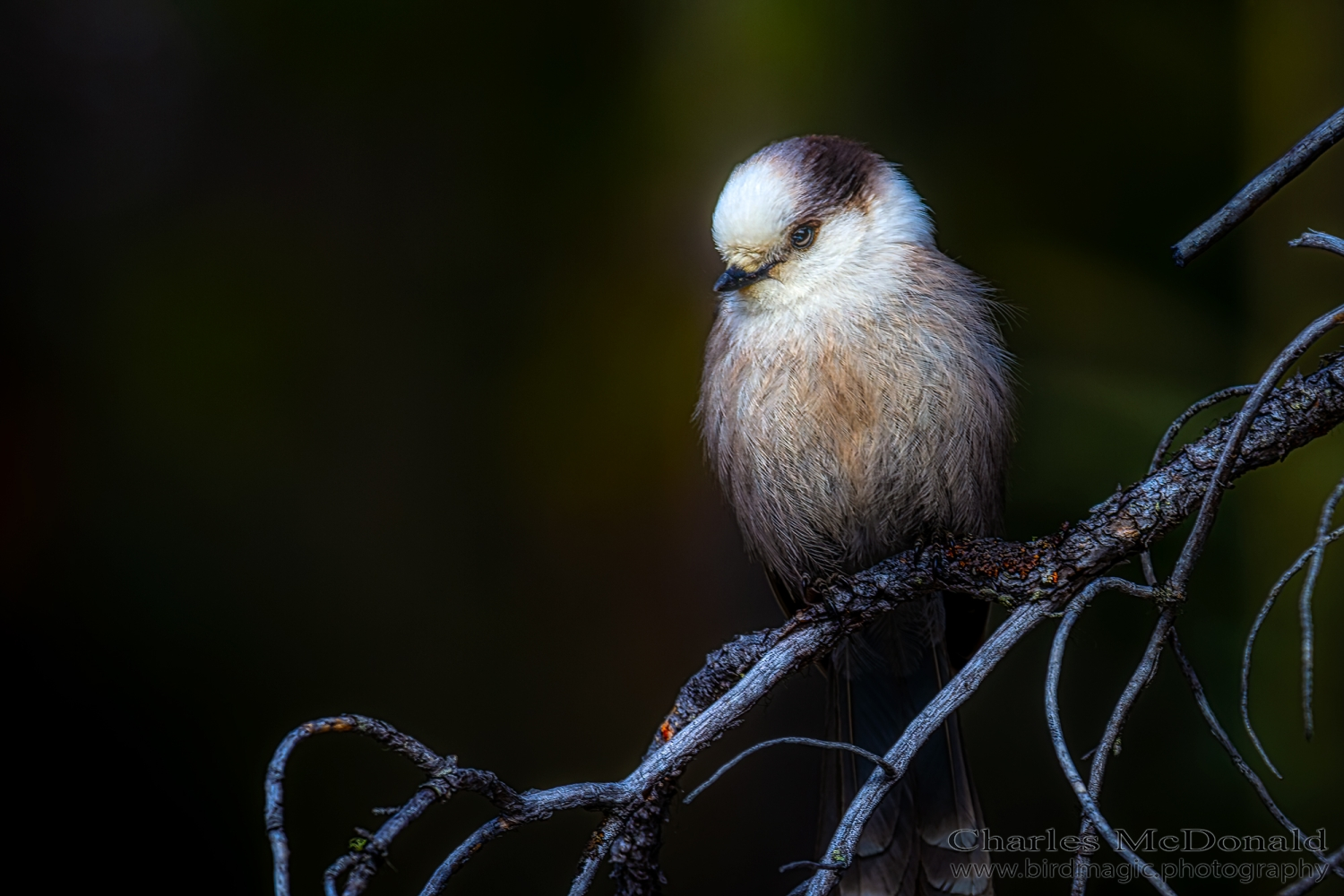 Canada Jay