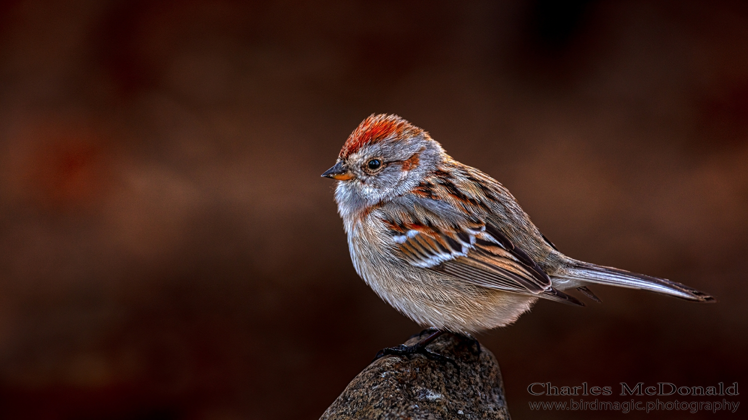 American Tree Sparrow