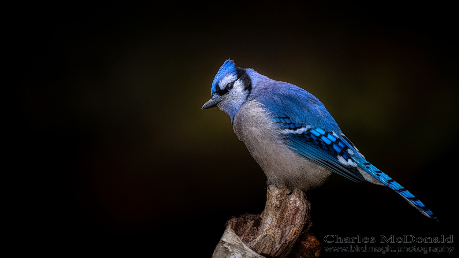 Blue Jay