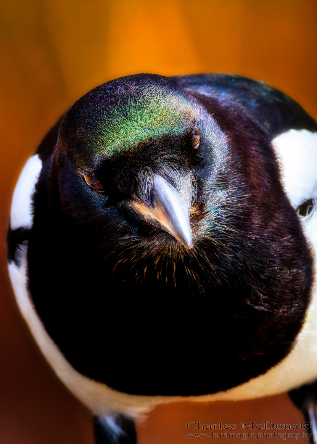 Black-billed Magpie