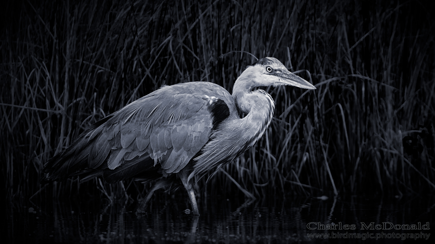 Great Blue Heron