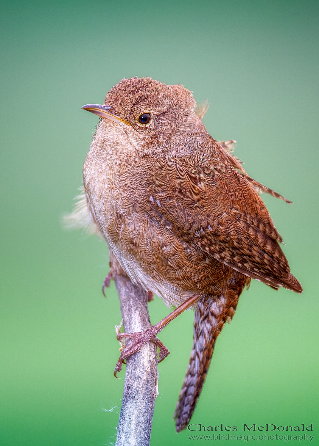 House Wren