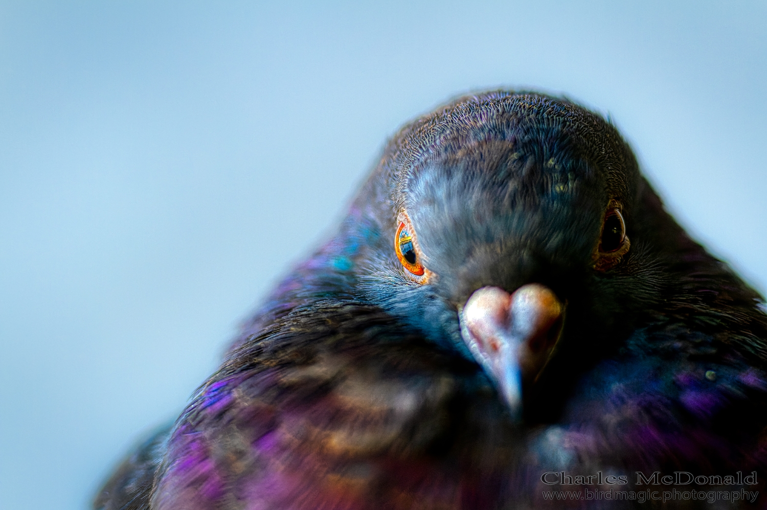 Rock Pigeon