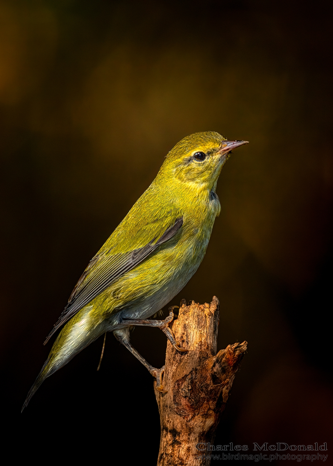 Tennessee Warbler