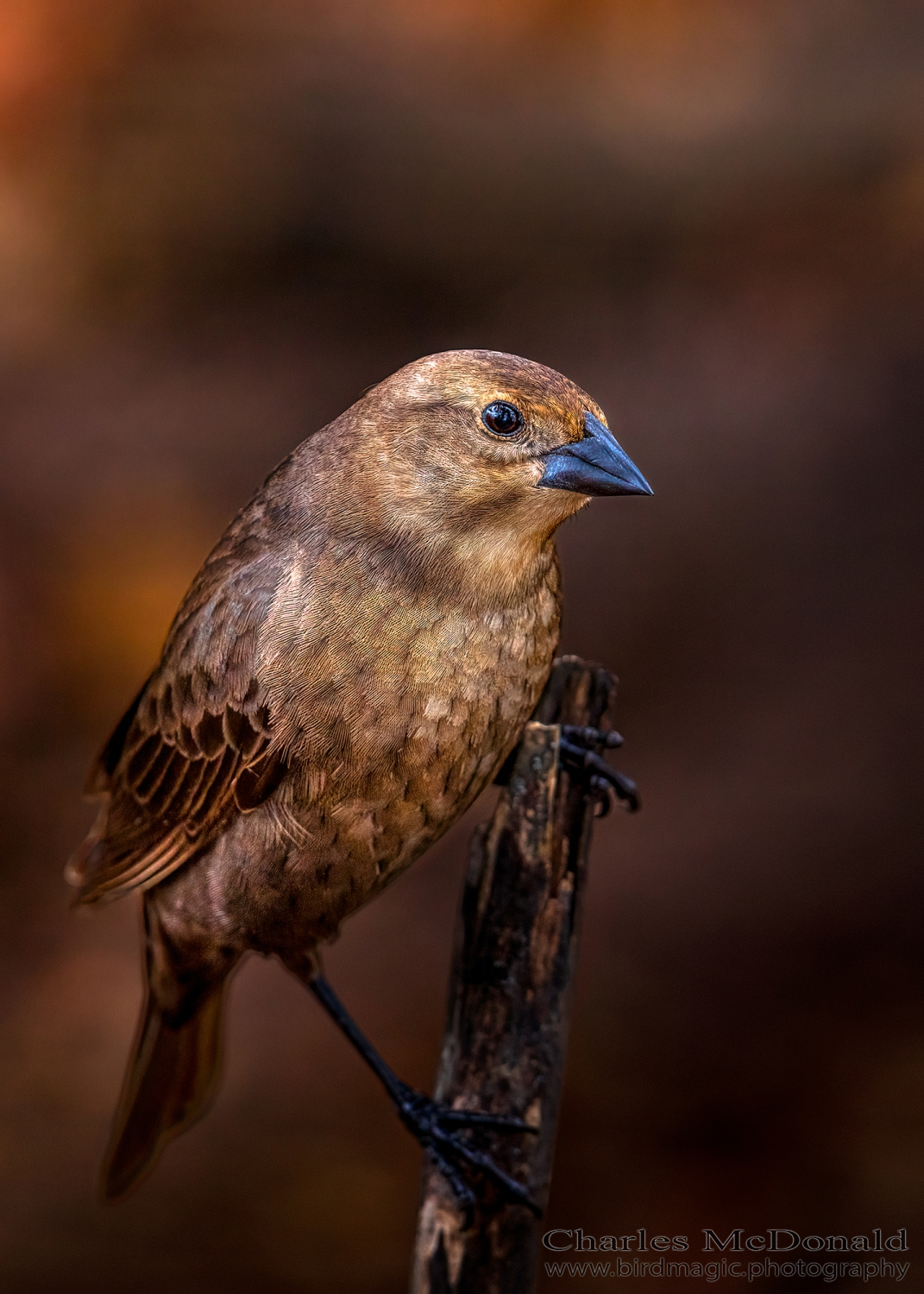 Brown-headed Cowbird