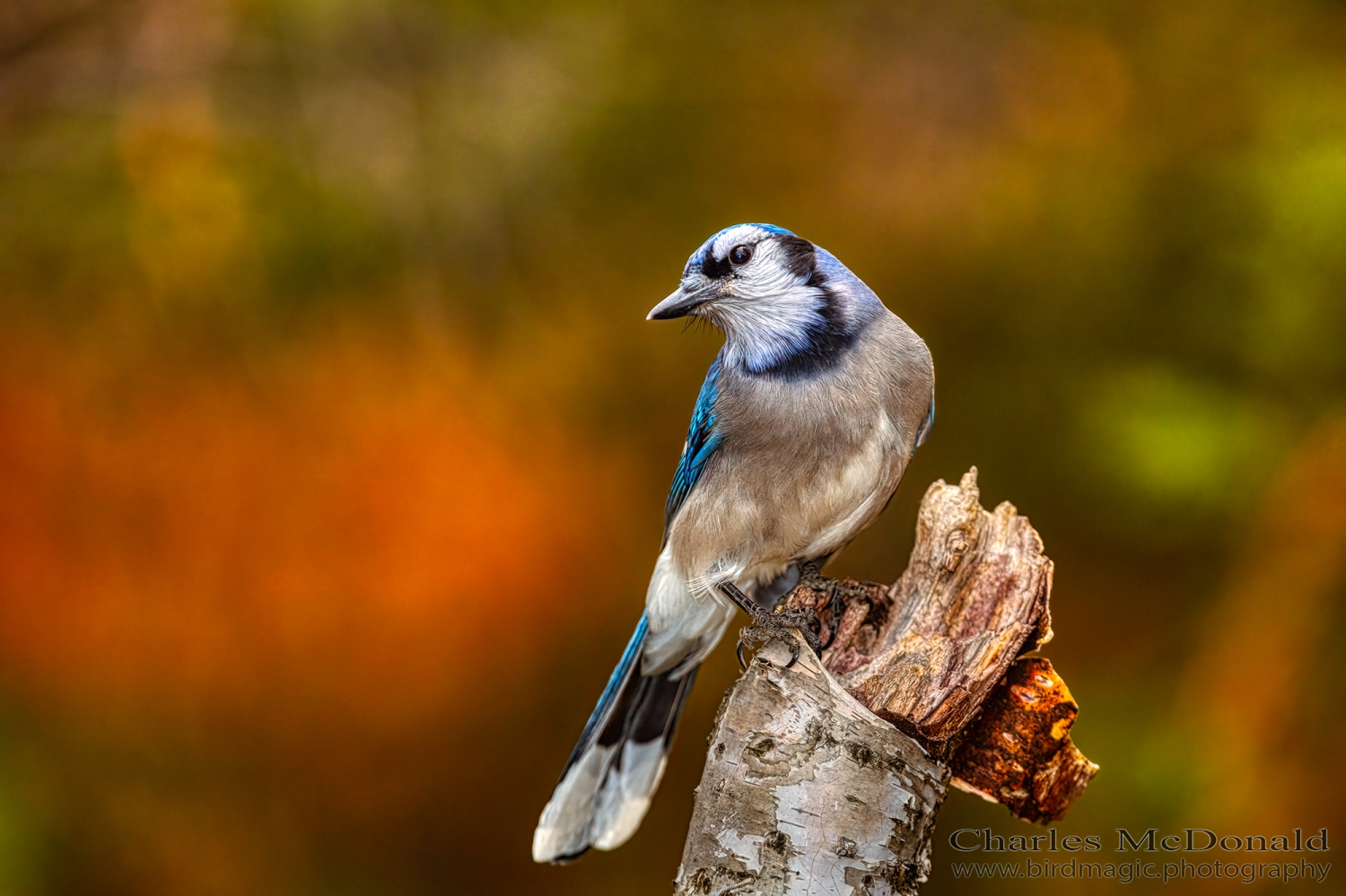 Blue Jay