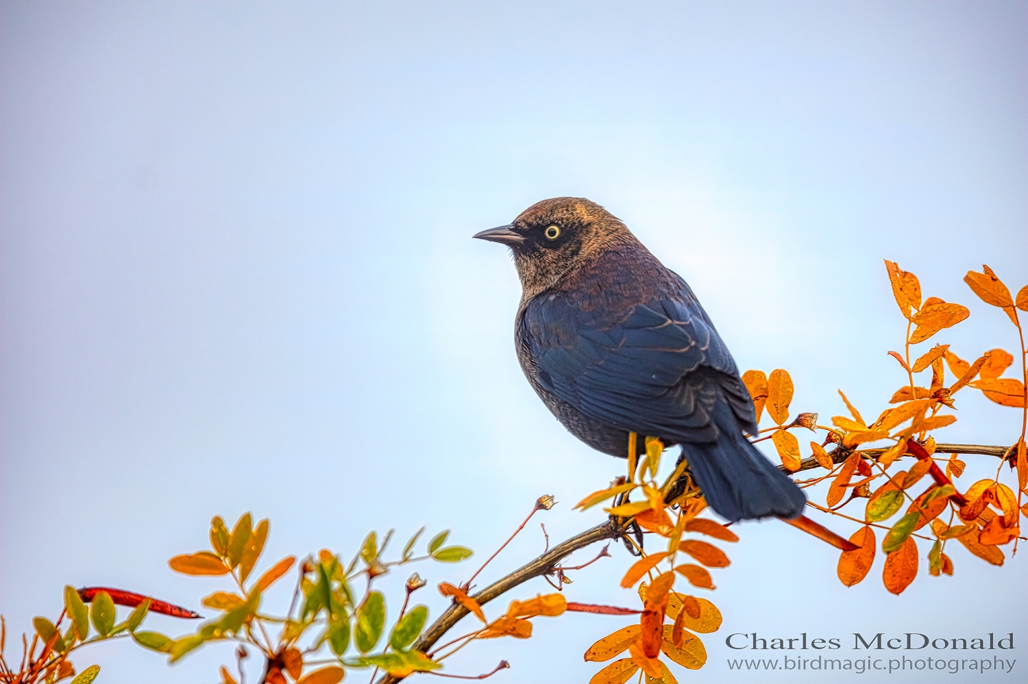 Rusty Blackbird