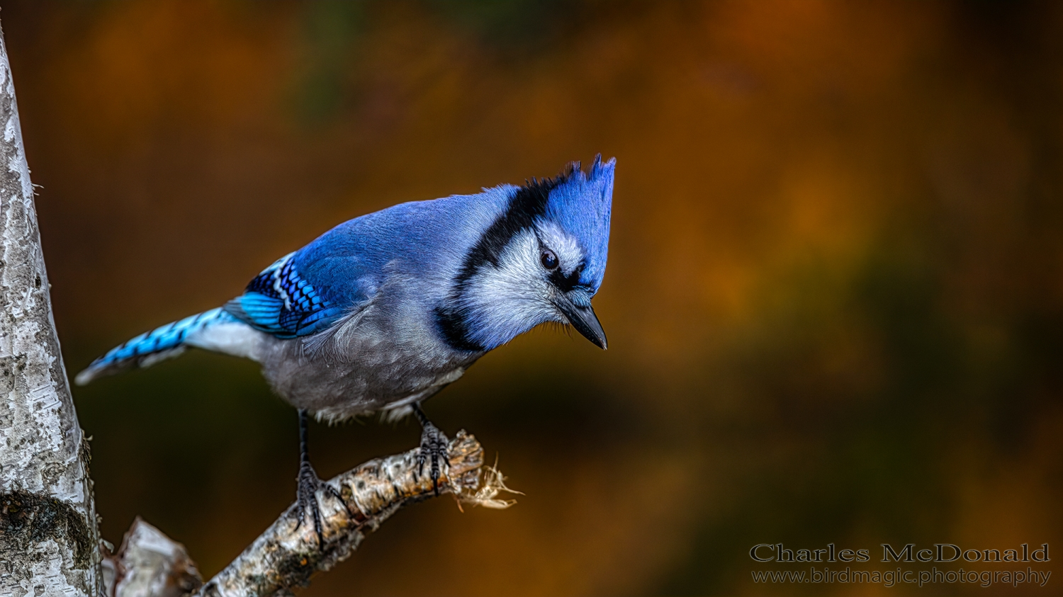 Blue Jay