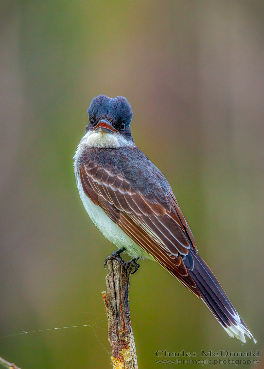 Eastern Kingbird