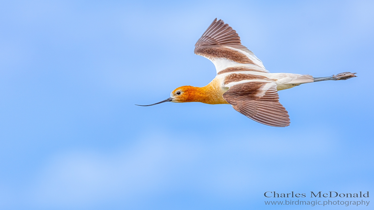 American Avocet