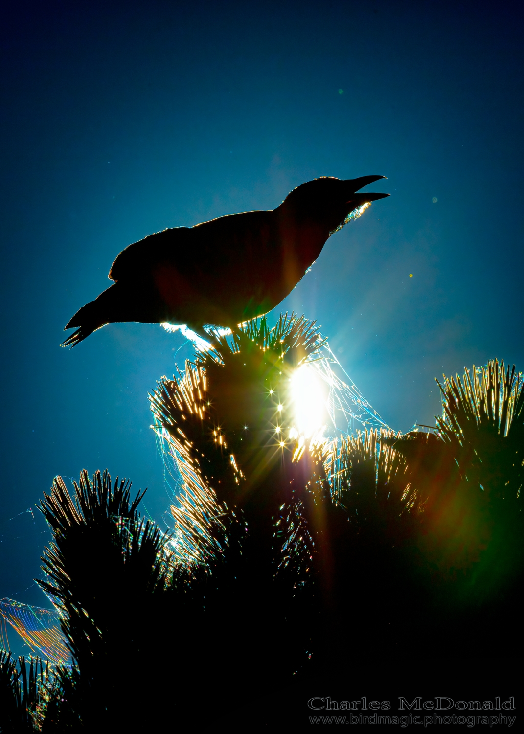 American Crow