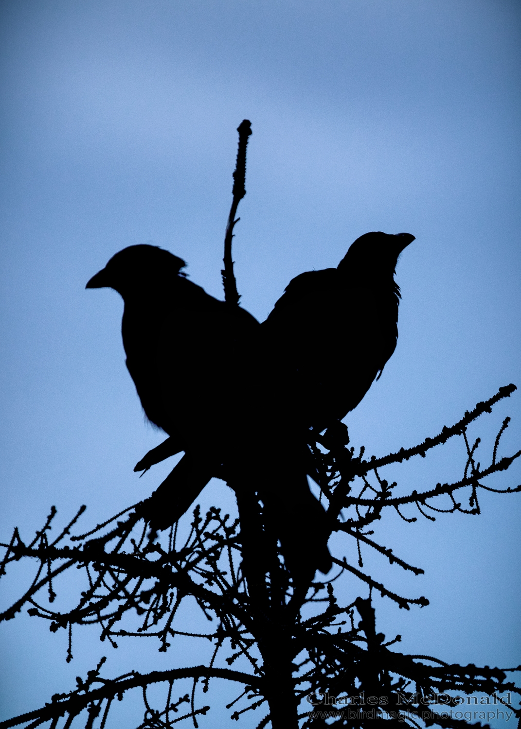 American Crow