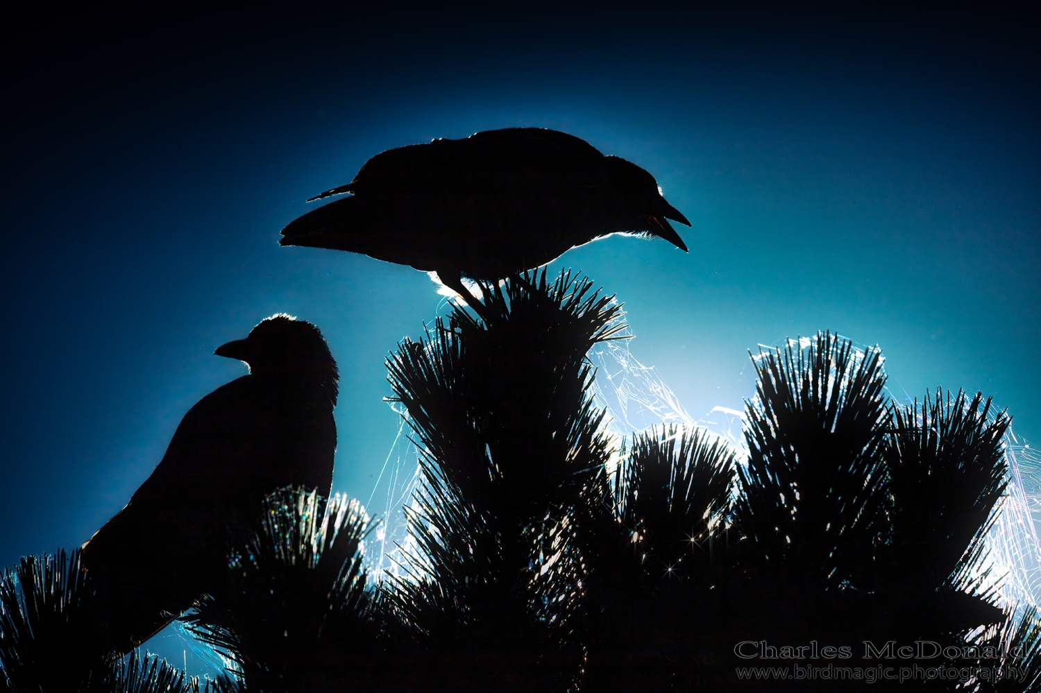 American Crow