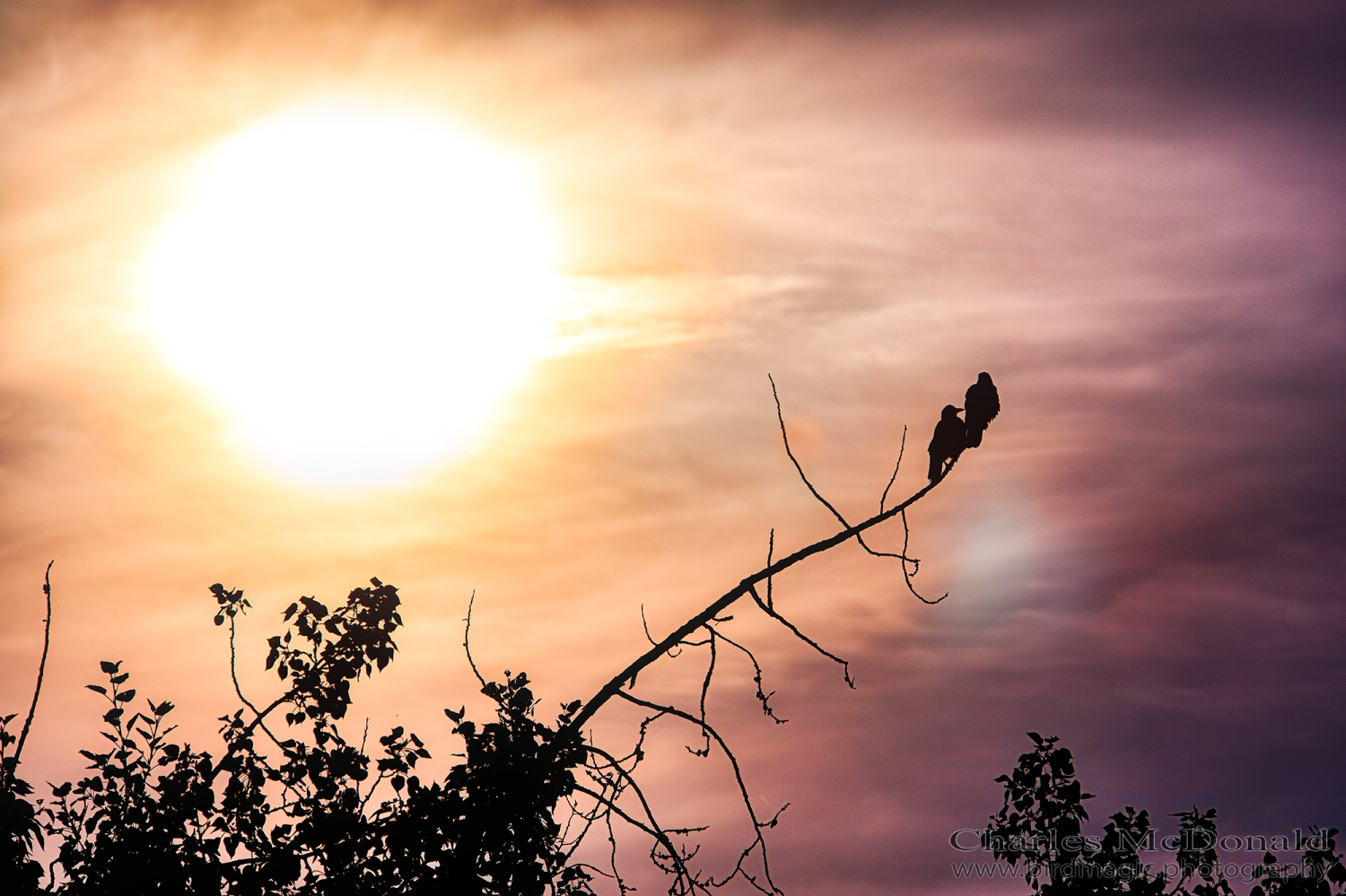 American Crow