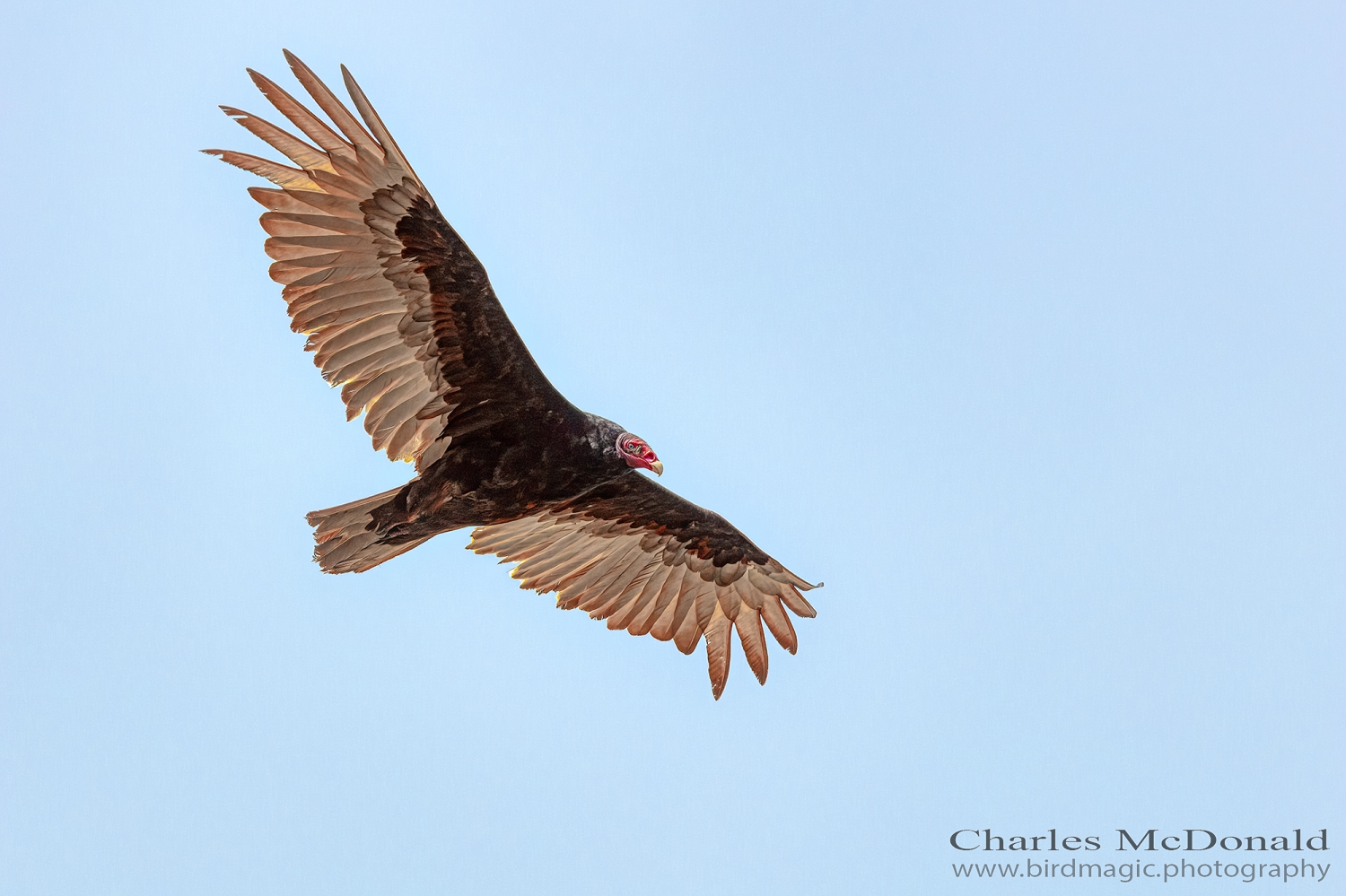 Turkey Vulture