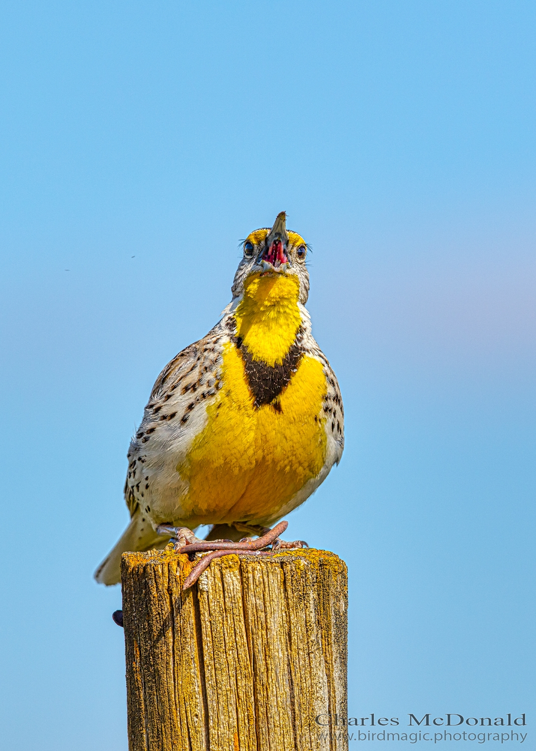 Western Meadowlark