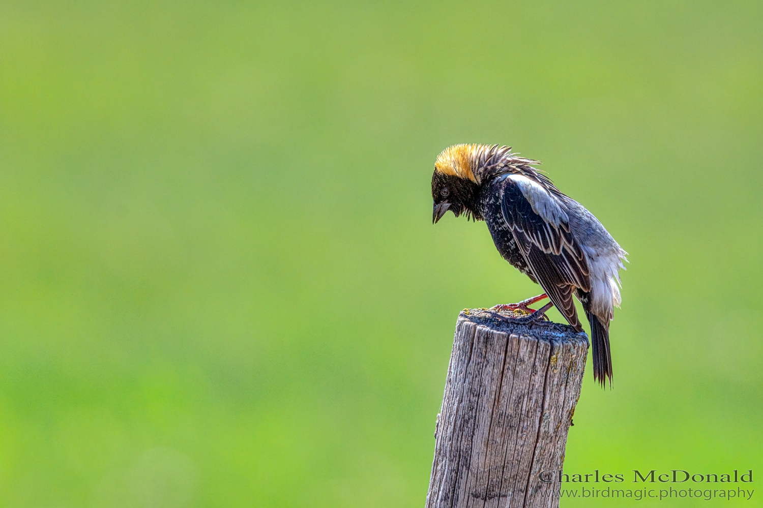 Bobolink