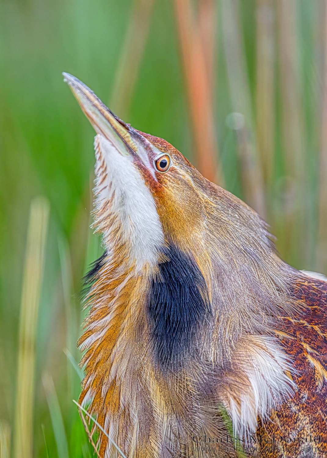 American Bittern