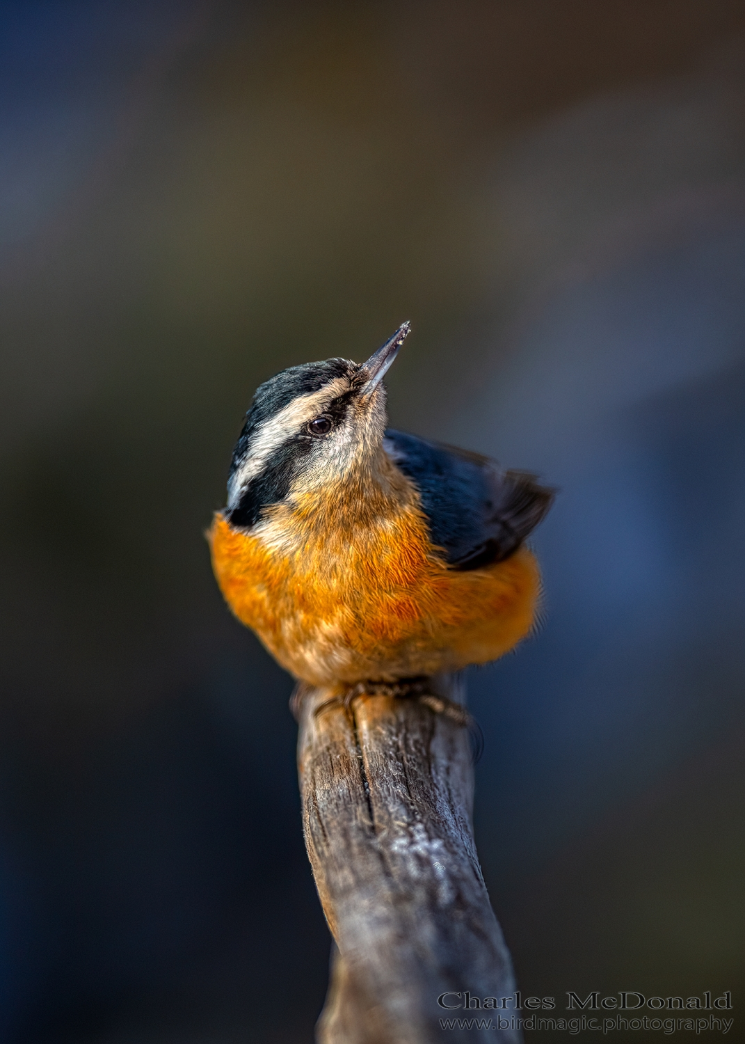 Red-breasted Nuthatch