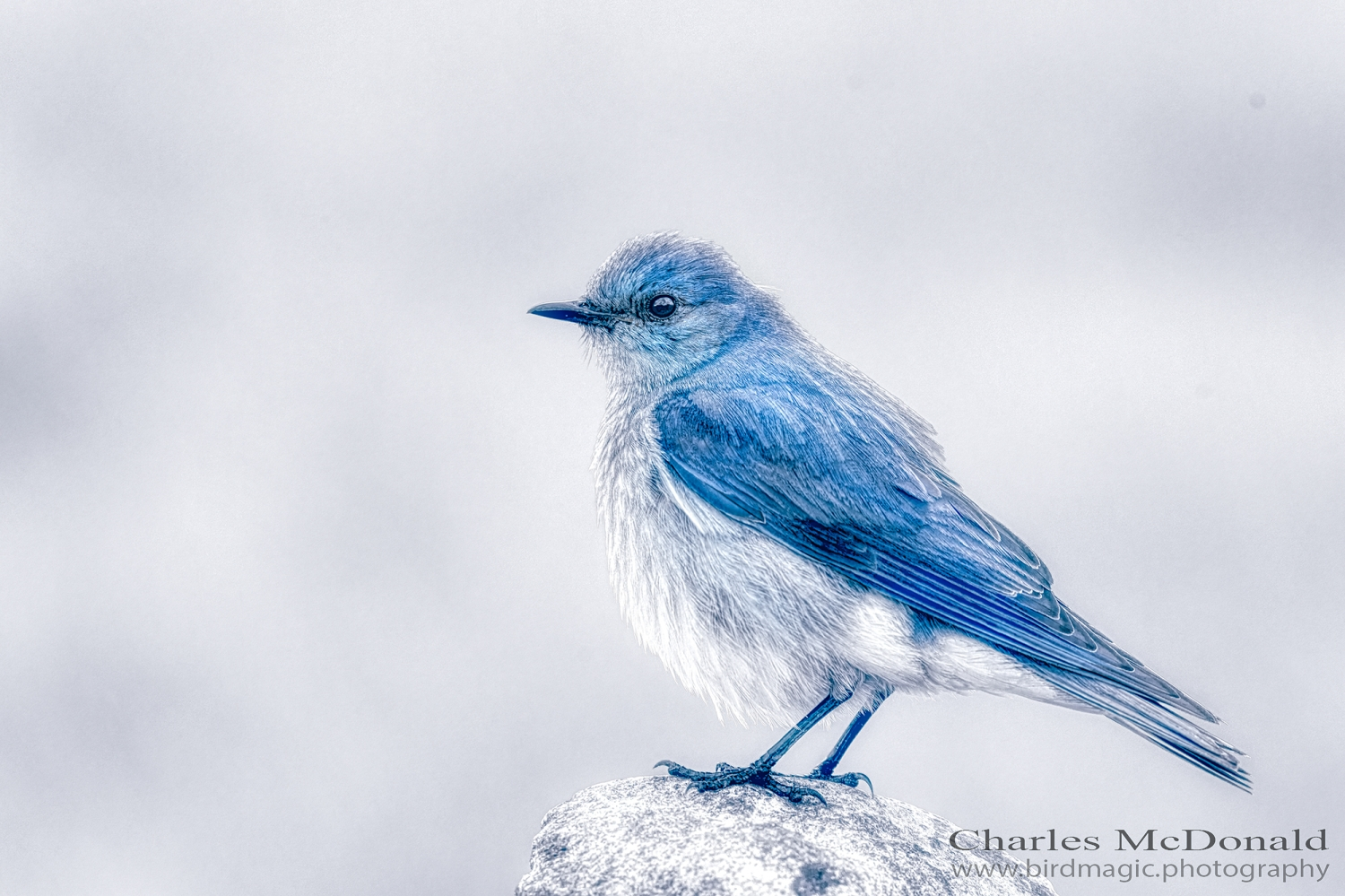 Mountain Bluebird